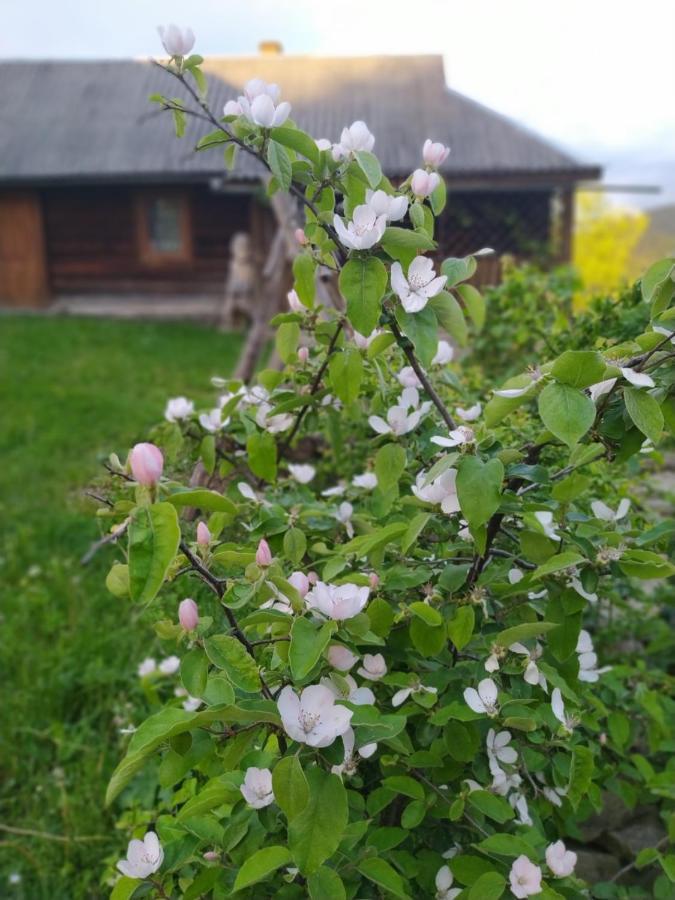 Starovitska Hata - Ethno-cottage Verchovyna Exteriör bild