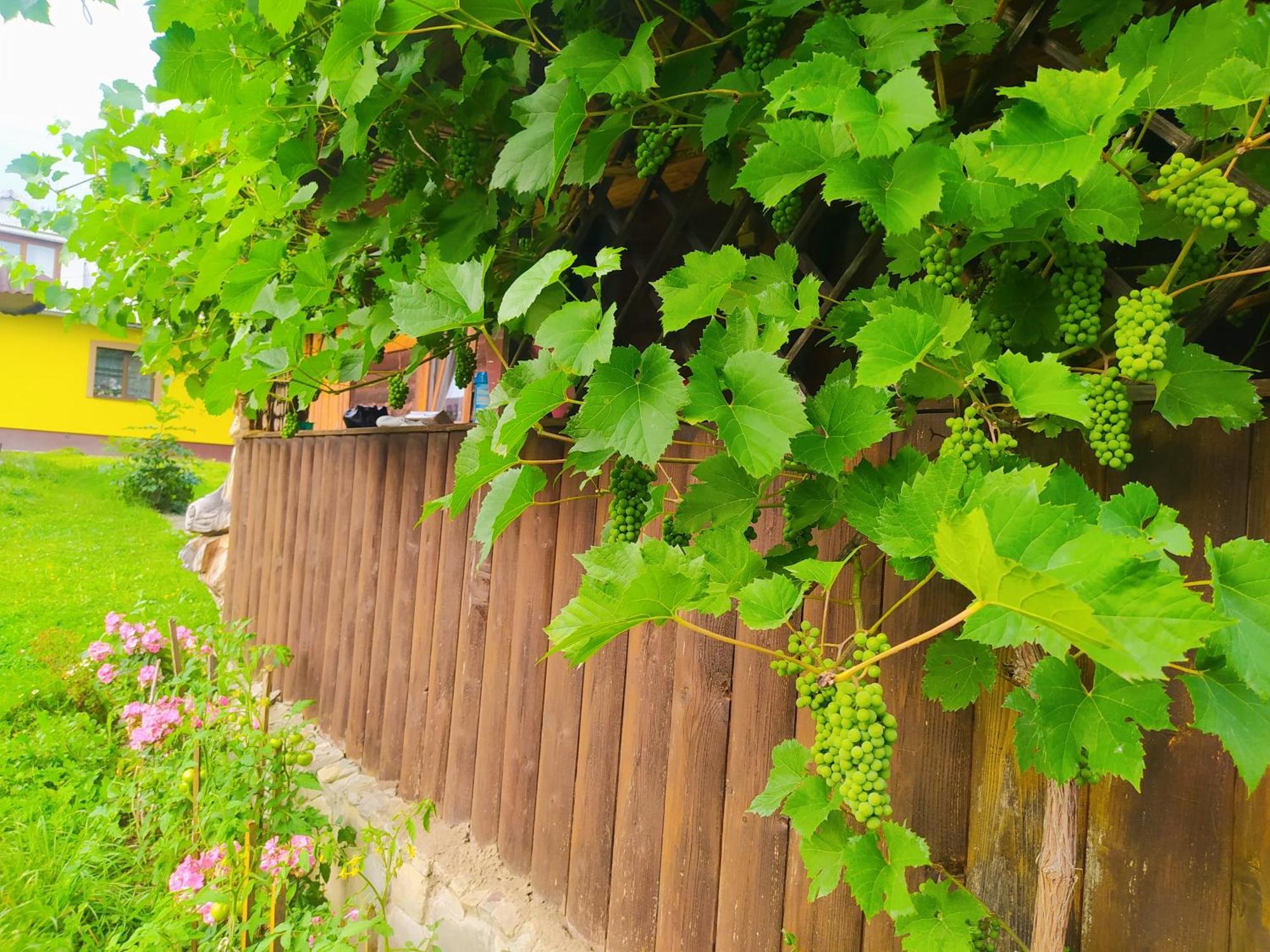 Starovitska Hata - Ethno-cottage Verchovyna Exteriör bild